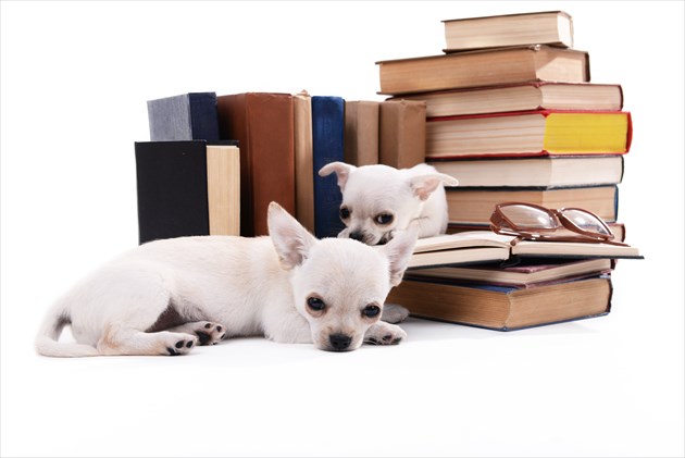 shutterstock_293043275_R