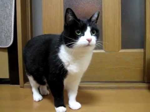 猫なのに、礼儀正しい!?ごちそうさまを言う猫