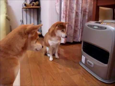 毛皮を着ていても冬は寒い・・・。ストーブ点火を待つ柴犬
