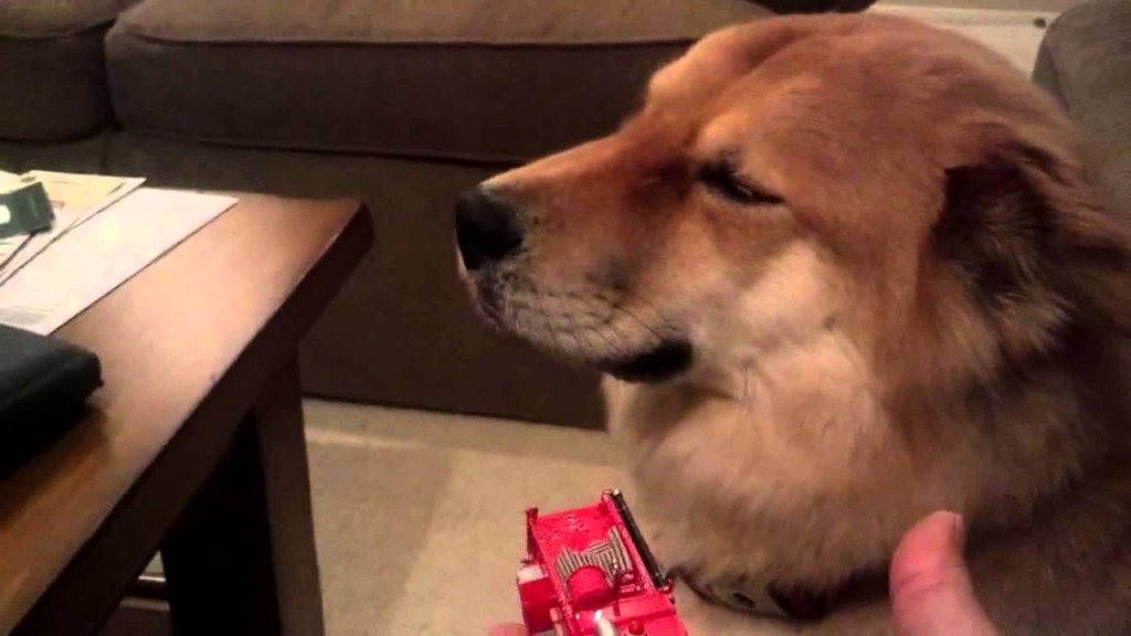 壊れたミニカーの先にいたのは・・・情けない顔をした犬