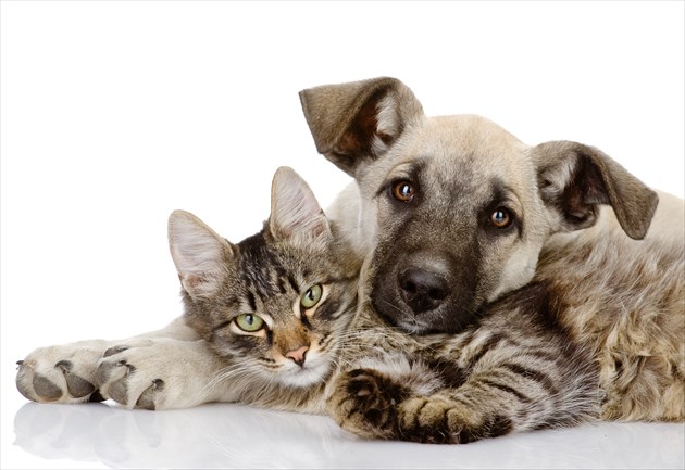 shutterstock_114350371_R