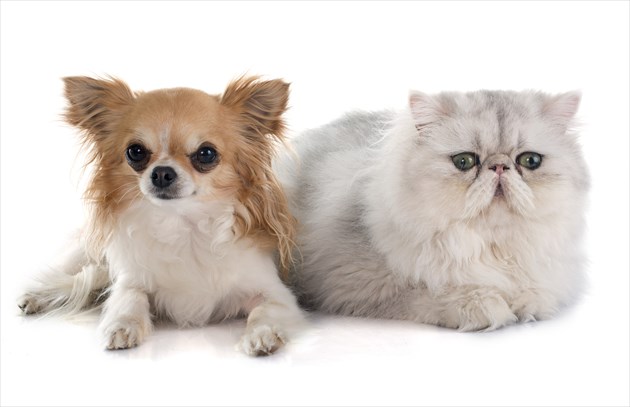 shutterstock_292316759_R