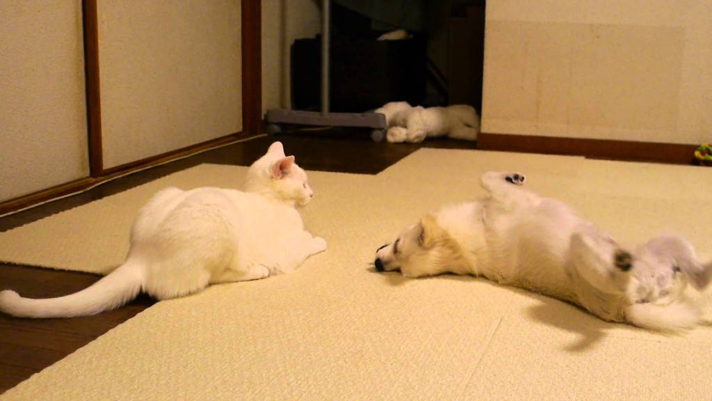 遊んで欲しい犬に一本!猫に技あり!