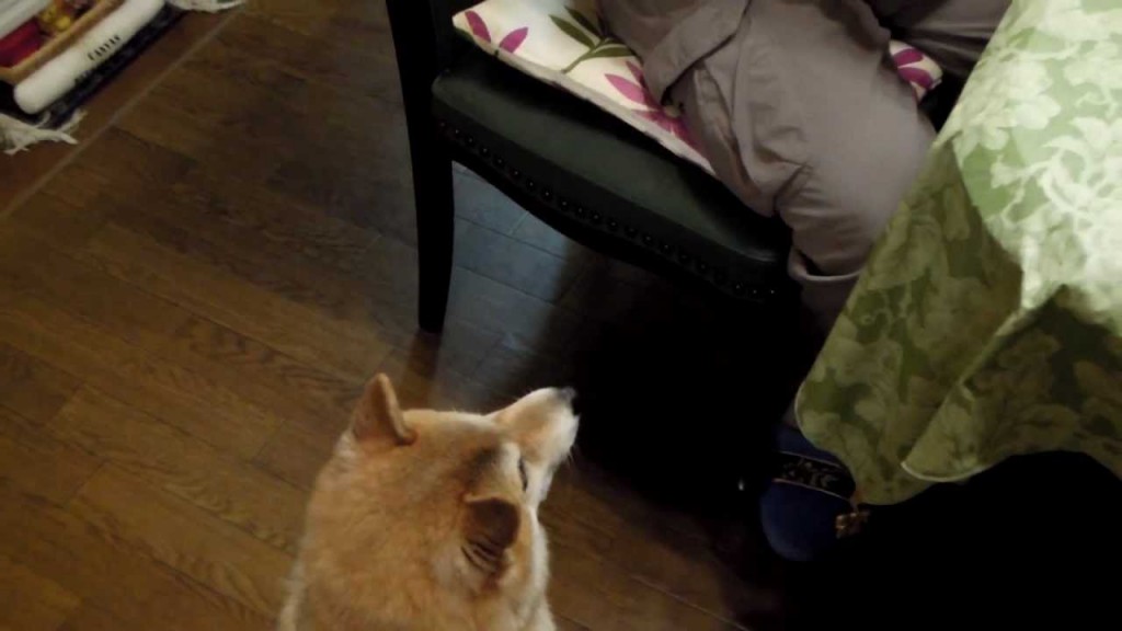 マジックで消えた犬のおやつは一体何処に?柴犬困惑