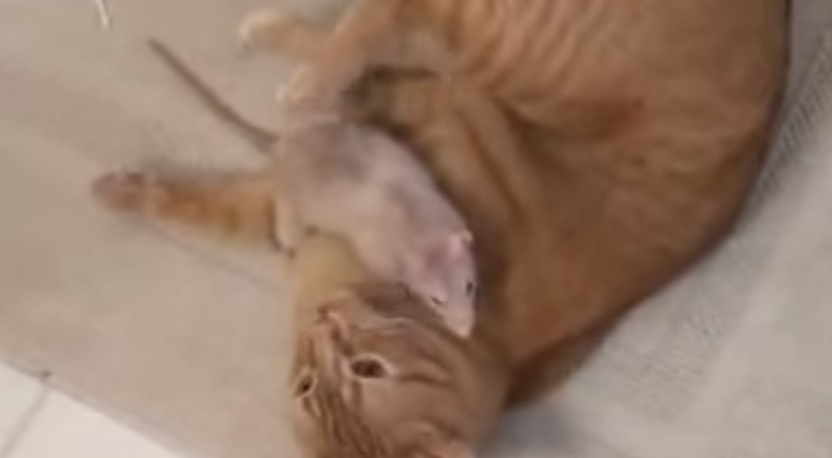 tomjerry