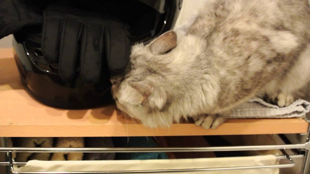 猫の変顔!猫を飼った人しか知らない、フレーメン反応って?