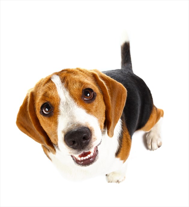 shutterstock_298054079_R