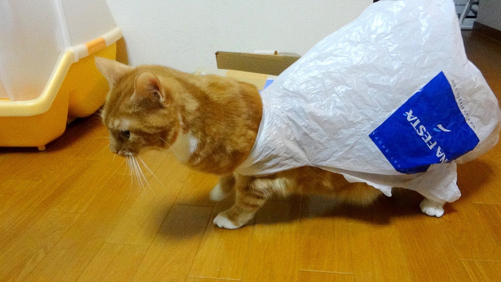 袋が外れない!猫の好奇心が大惨事に