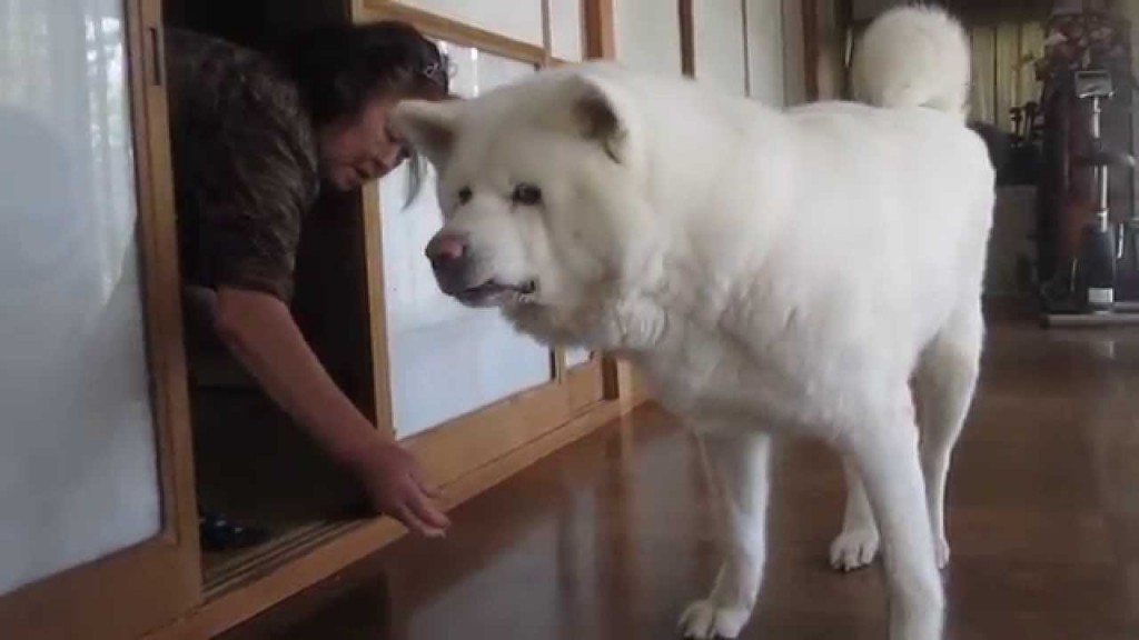 いつもは入れない仏間に秋田犬のげんきくん参上!