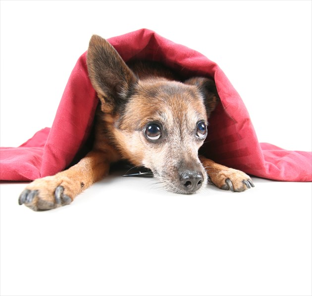 shutterstock_74924506_R