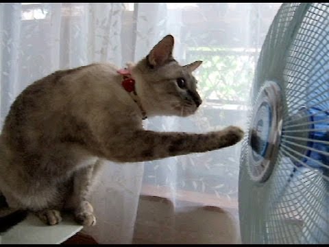 クルクル頭までクルクル。扇風機の前に張り付く猫