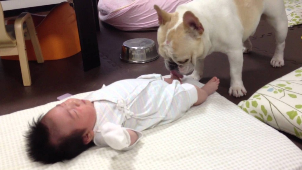 赤ちゃんを泣き止ます賢いフレンチブルドッグのミルコ