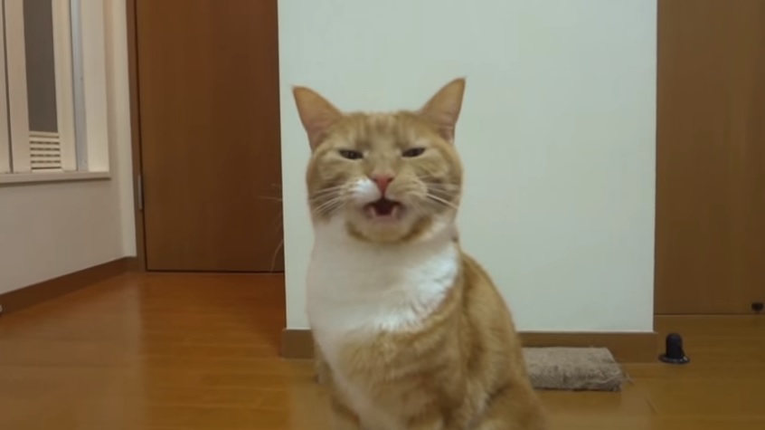 kusaineko