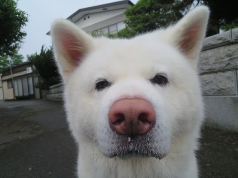 暑いから早く扇風機を回してよと催促する秋田犬