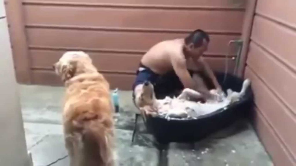 余りにもリラックス過ぎてる犬のシャンプーが微笑ましい