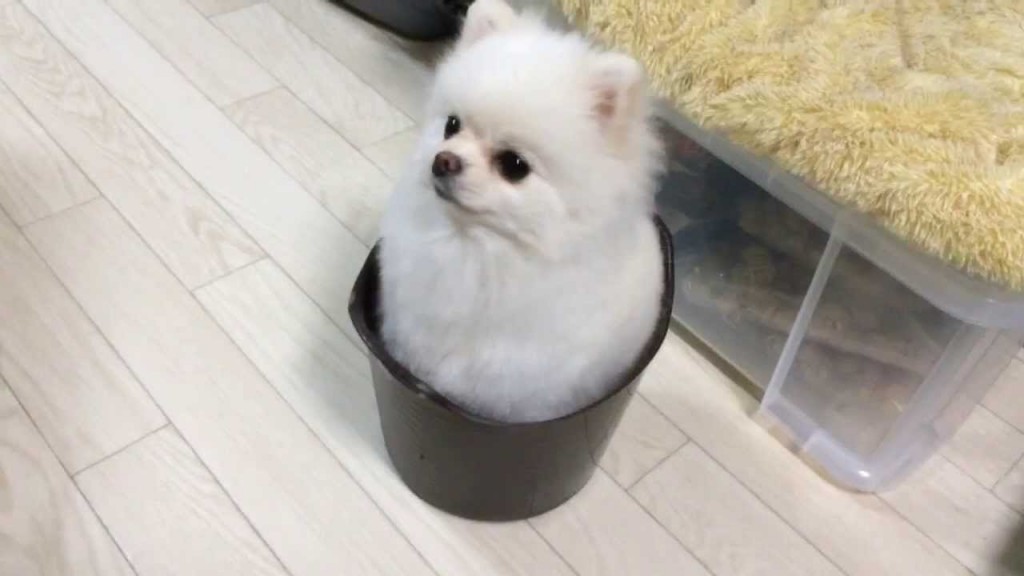 フワフワなポメラニアンの大好きな場所