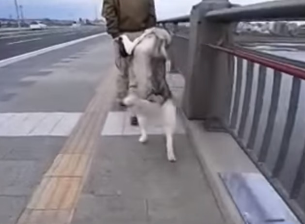 Husky