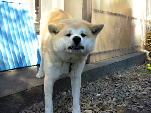 久しぶりに実家に帰ったら・・・