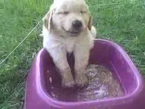 鼻が水に浸かってしまっても眠いものは眠い犬