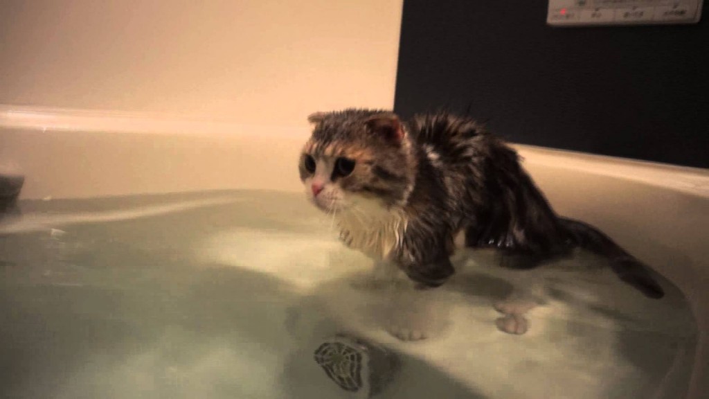お湯が足りないよ!一緒にお風呂に入るニャン