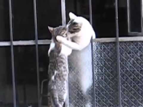 ギュッと抱きしめる母猫に思わず感動