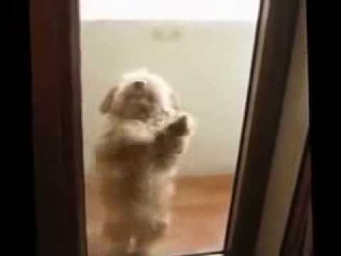 リズムに合わせて踊る犬