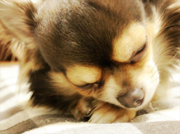 部屋犬の画像②_R