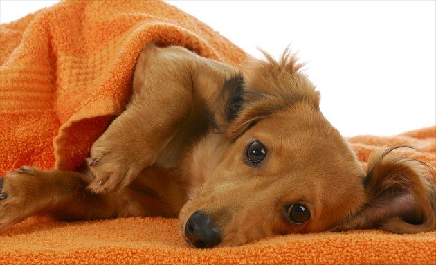 shutterstock_132886712_R