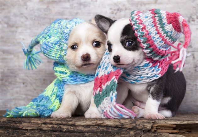shutterstock_167875043_R