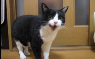 猫なのに、礼儀正しい!?ごちそうさまを言う猫