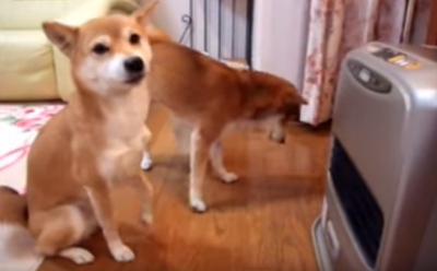 毛皮を着ていても冬は寒い・・・。ストーブ点火を待つ柴犬