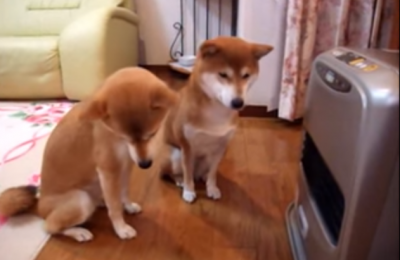毛皮を着ていても冬は寒い・・・。ストーブ点火を待つ柴犬