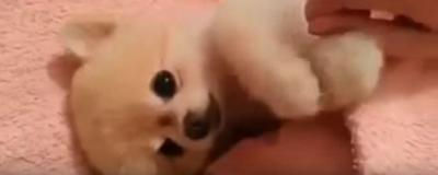 お腹を撫でて欲しい犬が可愛すぎ!ぬいぐるみの様です