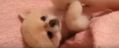 お腹を撫でて欲しい犬が可愛すぎ!ぬいぐるみの様です
