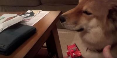 壊れたミニカーの先にいたのは・・・情けない顔をした犬