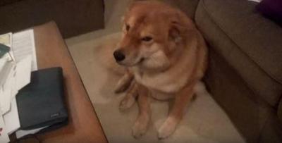 壊れたミニカーの先にいたのは・・・情けない顔をした犬