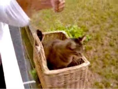 外にいる猫を家の中に入れたのは猫専用エレベーター