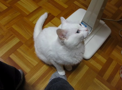 踏まれると踏み返す猫との繰り返しが笑えます