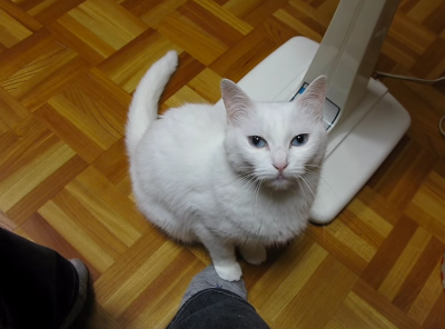 踏まれると踏み返す猫との繰り返しが笑えます