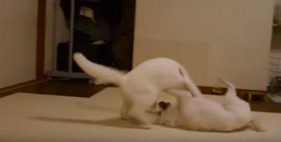 遊んで欲しい犬に一本!猫に技あり!