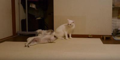 遊んで欲しい犬に一本!猫に技あり!
