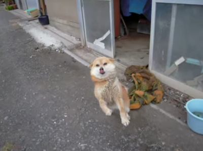 営業先の犬の大歓迎する姿に感動さえ覚えます