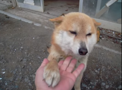 営業先の犬の大歓迎する姿に感動さえ覚えます