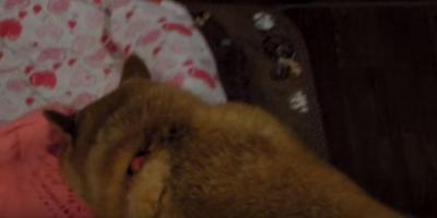 マジックで消えた犬のおやつは一体何処に?柴犬困惑