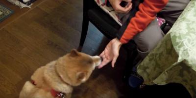 マジックで消えた犬のおやつは一体何処に?柴犬困惑