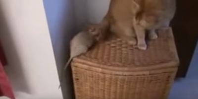 トムとジェリーもびっくり!まさかの仲良し猫&ネズミコンビ