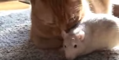 トムとジェリーもびっくり!まさかの仲良し猫&ネズミコンビ