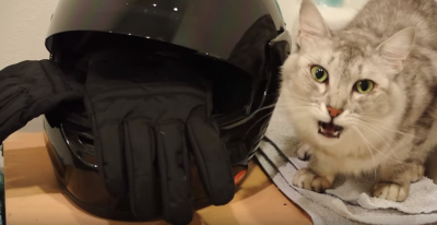 猫の変顔!猫を飼った人しか知らない、フレーメン反応って?