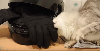 猫の変顔!猫を飼った人しか知らない、フレーメン反応って?