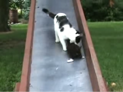愛らしい子猫のお尻に悶絶!滑り落ちる子猫を助ける母猫